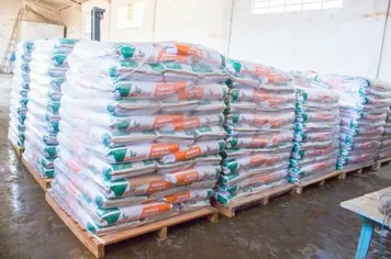 AGRICULTURA INICIARÁ ENTREGA DE SEMENTES DE MILHO